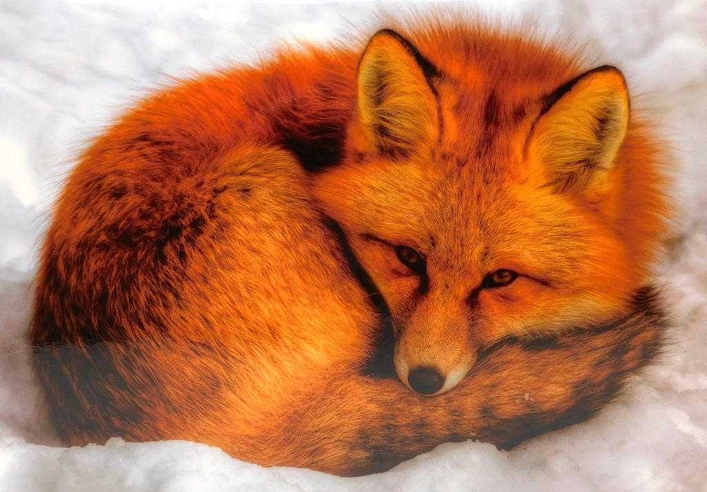 Red Fox AC – North End Gallery